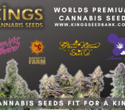 Buy cannabis seeds leeds